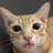 我爱橘猫