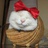 猫小爷