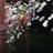 海棠下