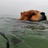 雷猴猴猴
