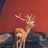 角仙🦌