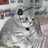 吃掉死神的绿猫