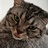 再见大猩猩