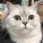 小何的猫叫月亮