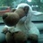 Leaof