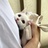 加肥猫