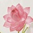 莲花朵朵开