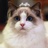 一只猫
