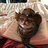 猫猫