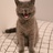 馋猫小月