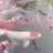 无染