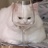 猫猫爱吃炸鸡