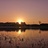 Bulrush