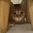 leon