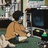 罗浮山下小熊