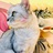维密是一只猫