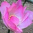 CQCQLOTUS