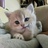 猜猜我是谁