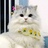 猫咪不在家