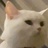一只菜猫猫