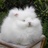 pompon