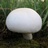 白蘑菇PAPER