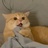 裸睡猫咪斯利匹
