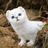 猫本猫