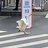 半叠花