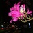 一花🌸一世界