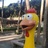 北极鹅