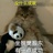 樊振东的熊猫