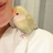 Theo birdie