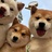 sasasasas的go