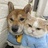 猪宝宝