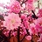 花落花开年复年