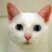 Judy's Cat