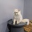 猫绫