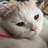 鱿鱼的猫
