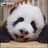 小豆豆