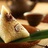 豆子