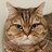 人间大猫