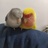 吸鸟症晚期患者