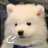 二号猫咪