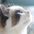 猫猫头