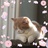 胖猫水花