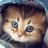抓猫的鱼