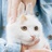 佚名の猫