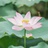 小fo#