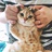 冲绳流浪猫